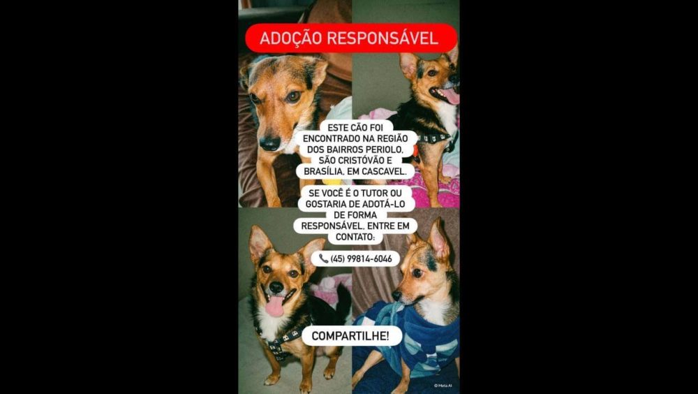 Cachorro é encontrado no bairro Periolo Imagem referente a Cachorro é encontrado no bairro Periolo