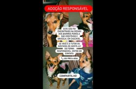 Cachorro é encontrado no bairro Periolo