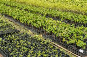 Casal produz espécies nativas da Amazônia e impulsiona reflorestamento