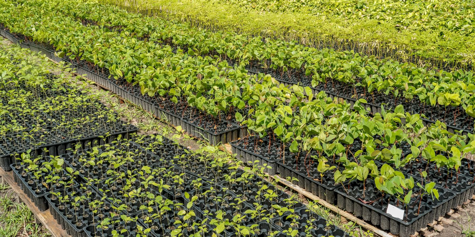 Casal produz espécies nativas da Amazônia e impulsiona reflorestamento Imagem referente a Casal produz espécies nativas da Amazônia e impulsiona reflorestamento