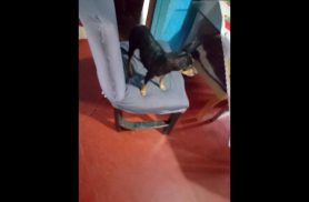 Cachorra Belinha desapareceu no bairro Santa Felicidade
