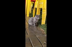 Gato é encontrado no bairro Santo Onofre
