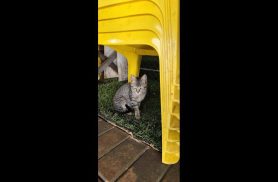Gato é encontrado no bairro Santo Onofre