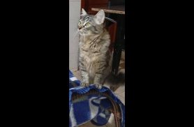 Gata Palmirinha desapareceu no bairro São Cristóvão