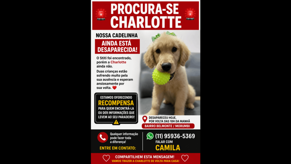 Cachorra Charlotte desapareceu no bairro Belmonte Imagem referente a Cachorra Charlotte desapareceu no bairro Belmonte
