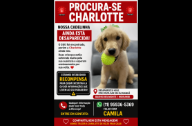 Cachorra Charlotte desapareceu no bairro Belmonte