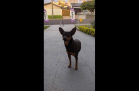 Cachorro é encontrado no bairro Recanto Tropical