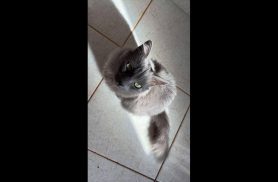 Gata Nina desapareceu no bairro Santo Onofre