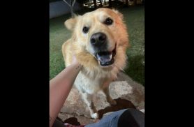 Cachorro Apolo desapareceu no bairro Parque São Paulo