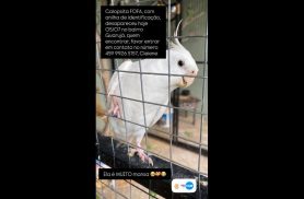 Calopsita FOFA desapareceu no bairro Guarujá