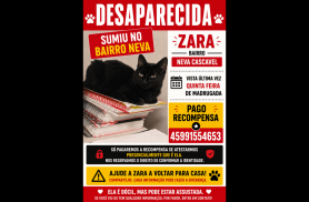 Gata Zara desapareceu no bairro Neva