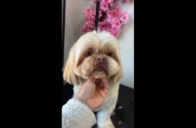 Cachorro Chico desapareceu no bairro Santa Cruz