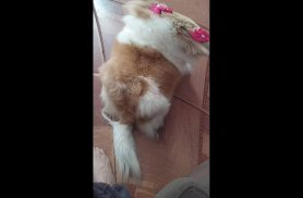 Cachorra Nina desapareceu no bairro Interlagos