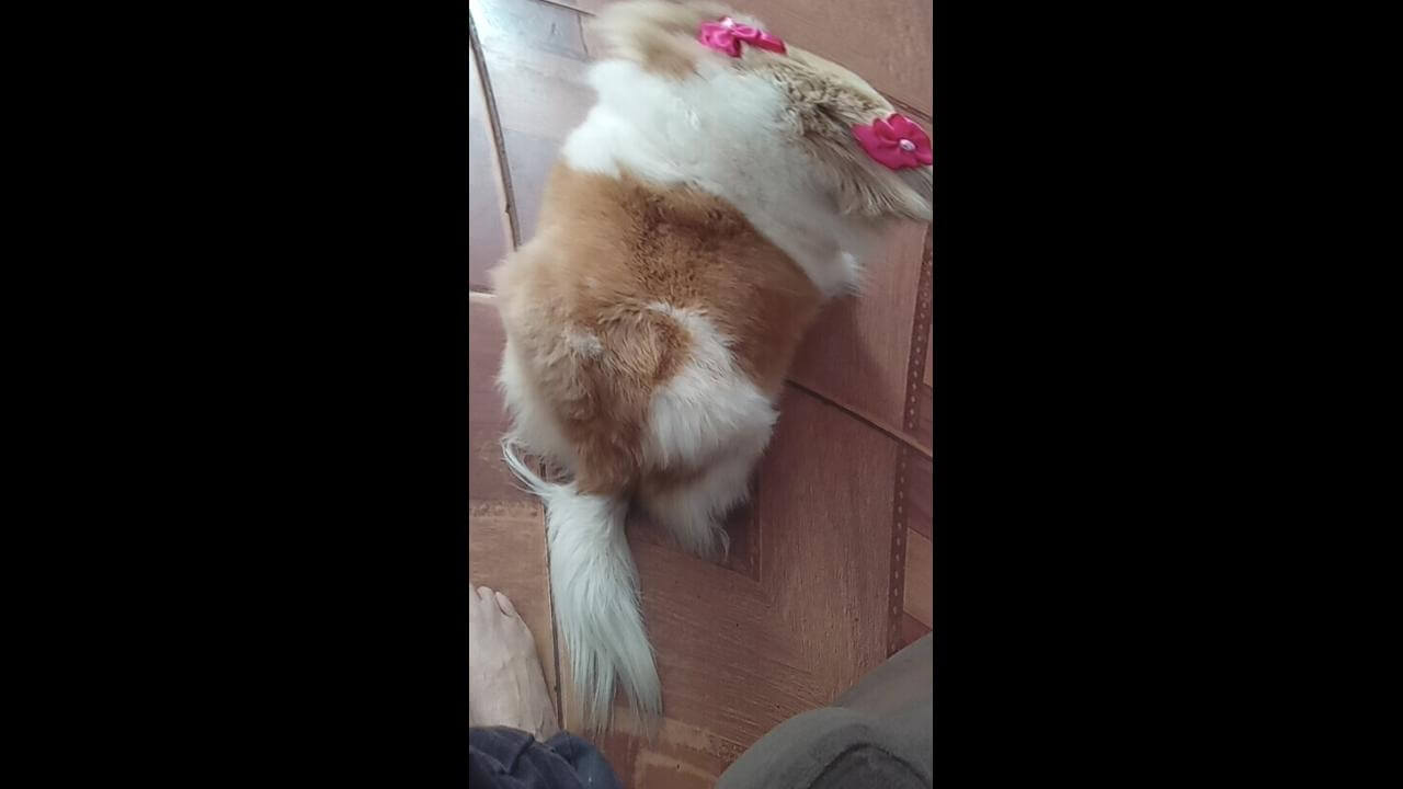 Imagem referente a Cachorra Nina desapareceu no bairro Interlagos