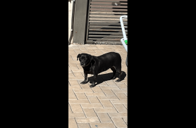 Cachorra Agnes desapareceu no bairro Santa Cruz