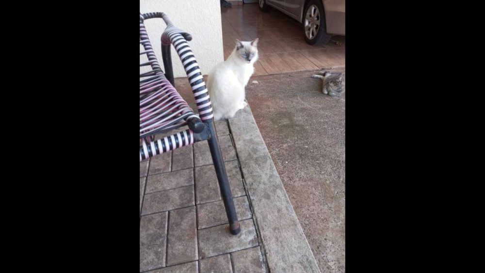 Gato Chico desapareceu no bairro Florais do Paraná Imagem referente a Gato Chico desapareceu no bairro Florais do Paraná