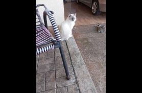 Gato Chico desapareceu no bairro Florais do Paraná