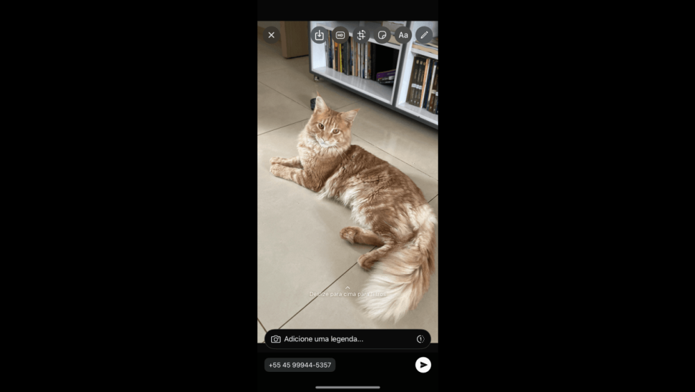 Gato Diego desapareceu no bairro Floresta Imagem referente a Gato Diego desapareceu no bairro Floresta