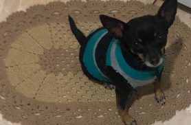 Cachorra Belinha desapareceu no bairro Santa Cruz Cachorra Belinha desapareceu no bairro Santa Cruz