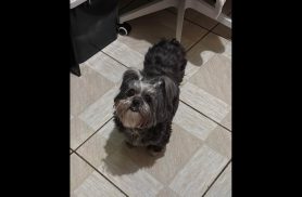Cachorra Belinha desapareceu no bairro 14 de Novembro Cachorra Belinha desapareceu no bairro 14 de Novembro
