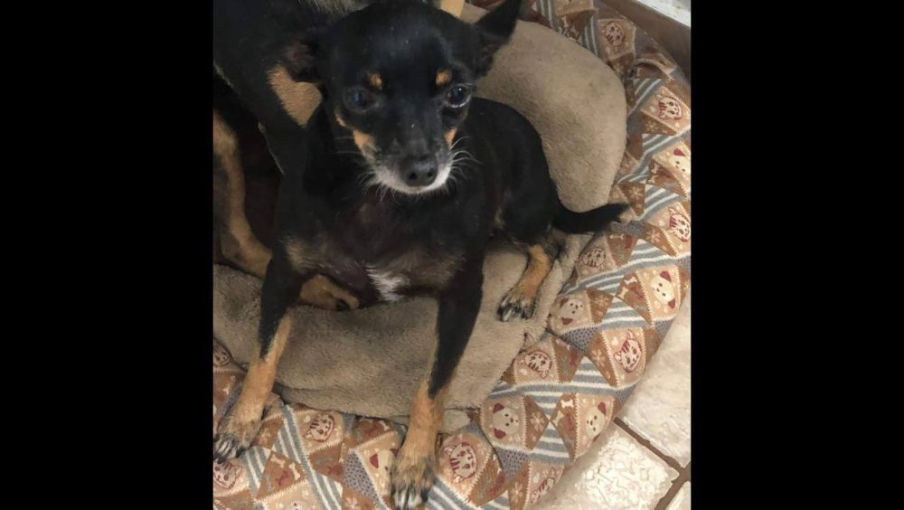Cachorra Belinha desapareceu no bairro Santa Cruz Imagem referente a Cachorra Belinha desapareceu no bairro Santa Cruz