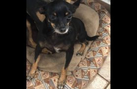 Cachorra Belinha desapareceu no bairro Santa Cruz