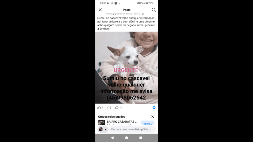 Cachorra Molli desapareceu no bairro Cascavel Velho Imagem referente a Cachorra Molli desapareceu no bairro Cascavel Velho