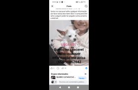 Cachorra Molli desapareceu no bairro Cascavel Velho