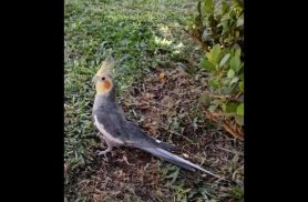 Calopsita Kiko desapareceu no bairro Santa Cruz