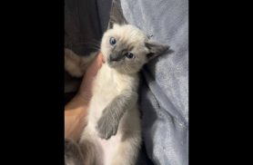 Gata Shakira desapareceu no bairro Santa Cruz