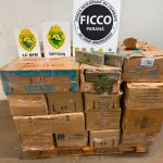 Imagem relativa a Polícia apreende mais de 700 kg de maconha e prende motorista na BR-277 em Foz do Iguaçu