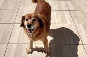 Cachorra Vick desapareceu no bairro Claudete