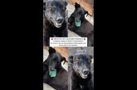 Cachorra Amora desapareceu no bairro Universitário