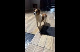 Cachorro é encontrado no bairro Pacaembu
