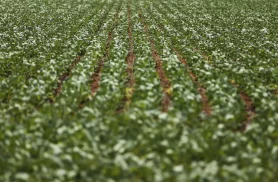Reunião com bancada do agro termina sem acordo sobre dívidas rurais