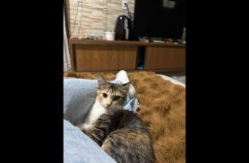 Gata desapareceu no bairro Esmeralda
