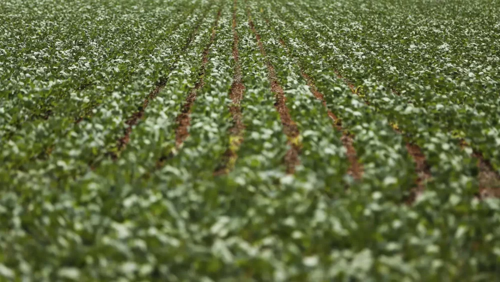 Entenda impasse entre bancada do agro e governo sobre dívidas rurais Imagem referente a Entenda impasse entre bancada do agro e governo sobre dívidas rurais