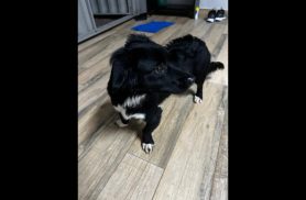 Cachorro é encontrado no bairro São Cristóvão
