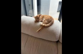 Gato Max desapareceu no bairro Parque São Paulo