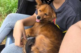 Cachorra Bia desapareceu no bairro Belmonte