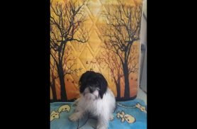 Cachorra Lilica desapareceu no bairro Floresta