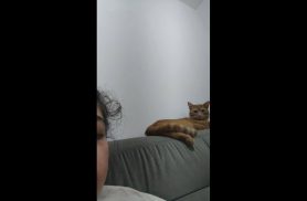 Gato Raposo desapareceu no bairro Clarito