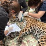 Imagem relativa a Pesquisa com onça do Parque Nacional do Iguaçu pode mudar estudos sobre imunidade de felinos