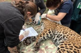 Pesquisa com onça do Parque Nacional do Iguaçu pode mudar estudos sobre imunidade de felinos