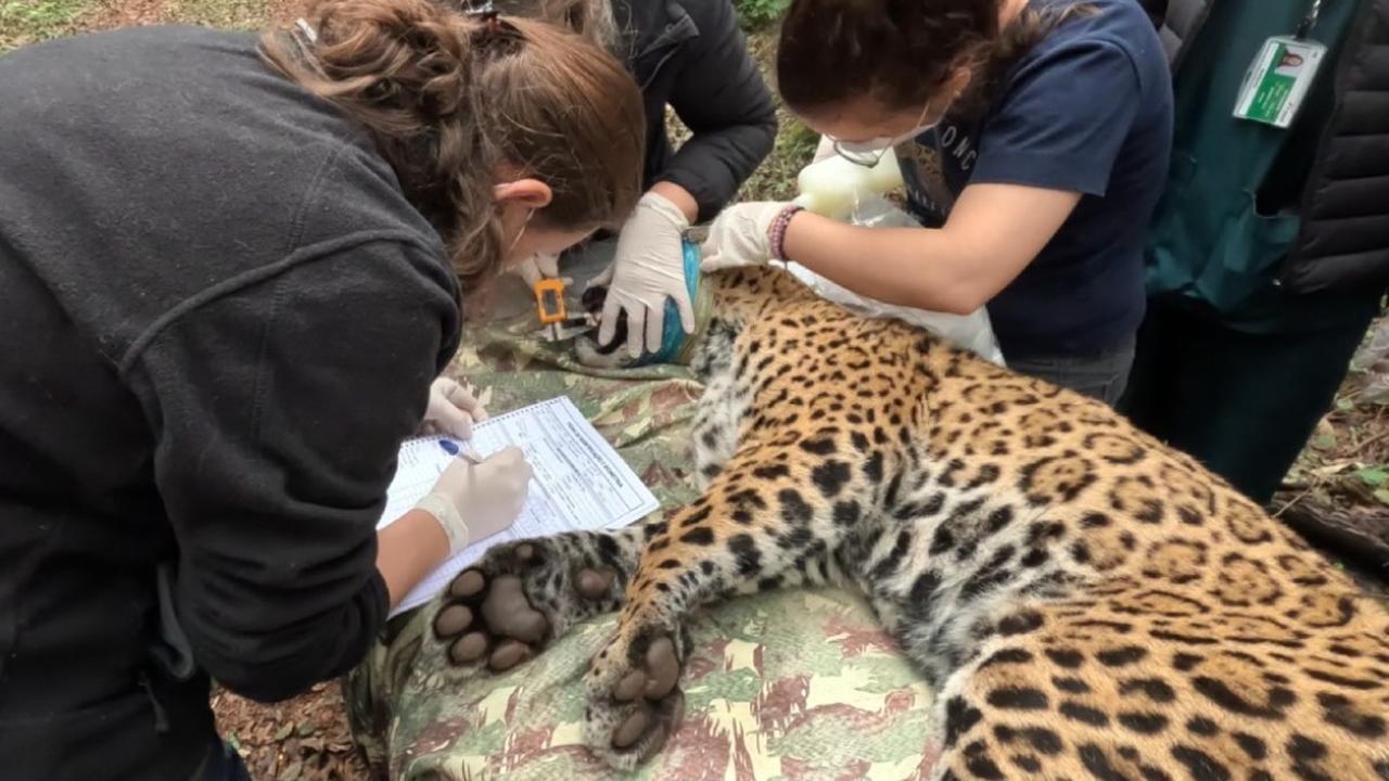 Imagem referente a Pesquisa com onça do Parque Nacional do Iguaçu pode mudar estudos sobre imunidade de felinos