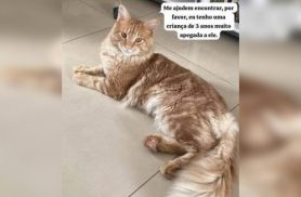 Gato Diego desapareceu no bairro Floresta
