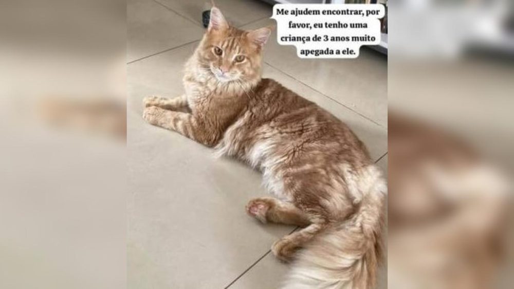 Gato Diego desapareceu no bairro Floresta Imagem referente a Gato Diego desapareceu no bairro Floresta