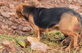 Cadelinha com câncer nas partes íntimas desapareceu no Bairro Lago Azul
