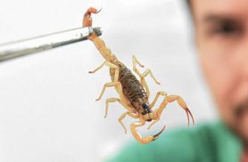 Crianças são mais vulneráveis a envenenamento por picada de escorpião