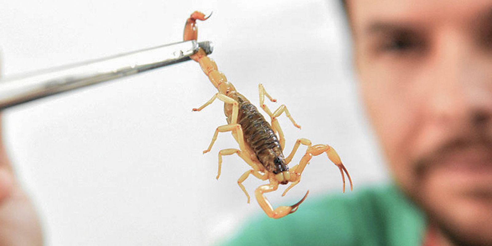 Imagem referente a Crianças são mais vulneráveis a envenenamento por picada de escorpião
